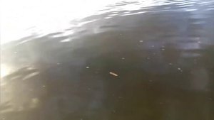 Рыбалка в Алтайском крае.С кумшой на Чумыше покидали спиннинг.