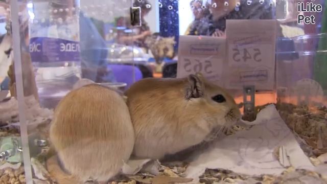 Монгольская  песчанка Содержание на ilikepet