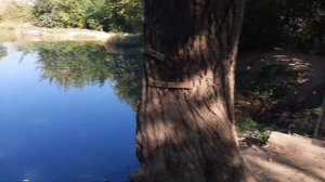 село Терпение. Источники. Дуб - 450 лет.