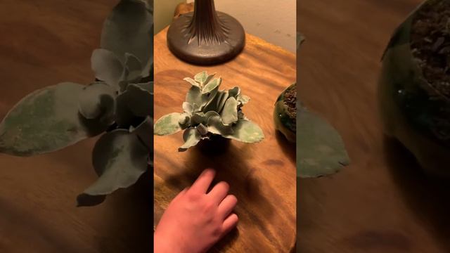 Silver teaspoon and Zebra Succulent смотреть онлайн