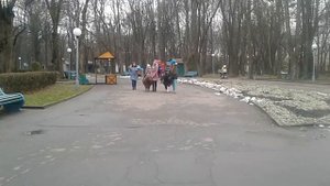 Лошадки. Пони катают детей. Horses Pony drives children.