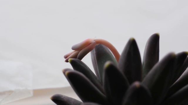 March Seasonal Update: Review of 🌼 Flowering Succulents, 🪨 Lithops and 🌵 Cacti смотреть онлайн