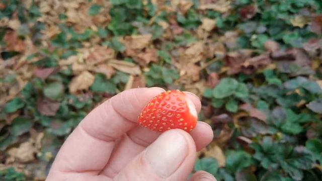 Клубника неприрывного плодоношения от Степана Михайловича.