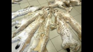 Шкуры рыси выделанные