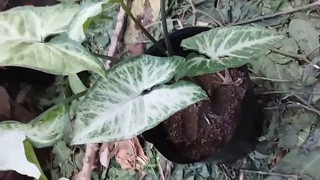 SYNGONIUM WHITE BUTTERFLY - NEON GREEN