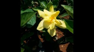 Hibiscus in various color