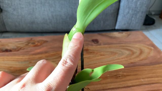 金黄色的卡特兰 Rhyncholaeliocattleya Haadyai Delight ‘Bangprom Gold’ смотреть онлайн