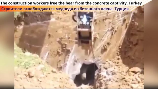 Уникальные кадры спасения животных. Люди помогают животным оказавшимся в беде #2 смотреть онлайн