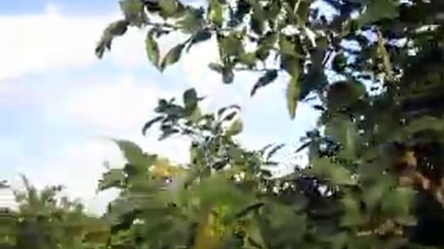 Цитрусовые тайны садов "Yaffo". Грейпфруты. смотреть онлайн