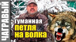 ГУМАННАЯ ПЕТЛЯ на волка и других хищников