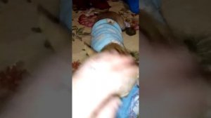 Удаление молочных зубов у чихуа