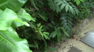 Сад в Августе / My garden in August, 2020