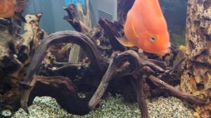 Аквариум на 400 литров от 10 декабря 2023 года. Аквариум был запущен в сентябре 2011 года.