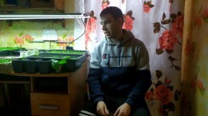 ПОДСВЕТКА РАССАДЫ!!! ДЁШЕВО И ЭФФЕКТИВНО!!!