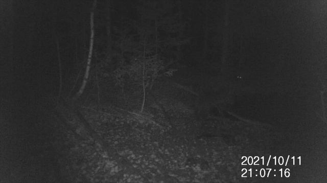 Медведи Южного Урала. Медведи, которые попавшие в кадр фотоловушки. смотреть онлайн