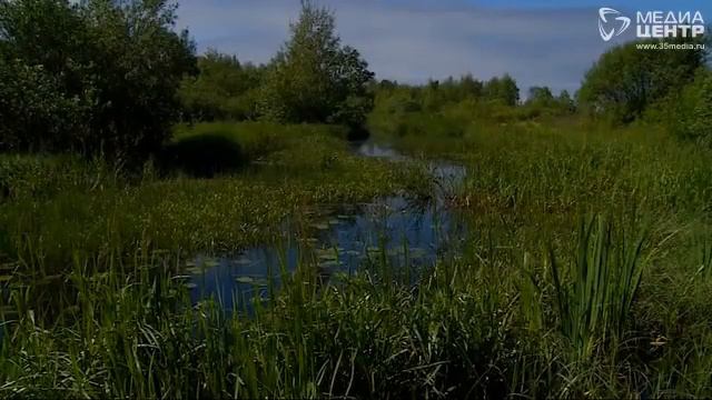 О жизни среди лесов и диких животных рассказали жители Вытегорского района смотреть онлайн