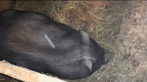 Опорос Вьетнамской свинки....Сколько принесла свинка в первый раз?!