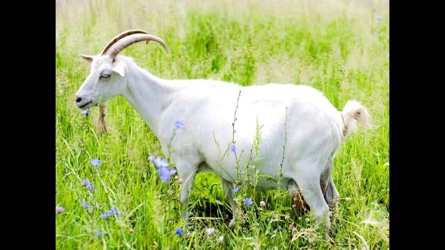 КАРАМЕЛЬКА игры, головоломки, мультфильмы смотреть онлайн