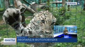 В Дагестане впервые за семь лет обнаружили переднеазиатского леопарда