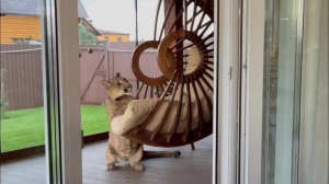 Месси пытается покататься в кресле!