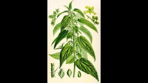 Школа травоведения. Занятие № 9(1) КРАПИВА и двудомная, и жгучая...