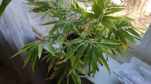 Бамбук из семян с Aliexpress