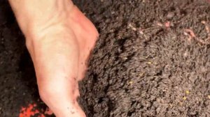 ПРОразведение калифорнийского червя в ящиках(обзор коконов ккч)