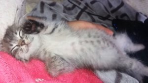 Даже коты впадают в спячку холодной осенью