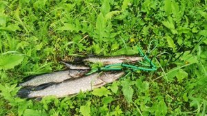 рыбалка на речке полонка