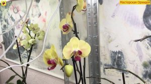 Как я  Собрал 80 ОРХИДЕЙ за 2 МЕСЯЦА!  Обзор ЦВЕТЕНИЯ моих орхидей в НОЯБРЕ
