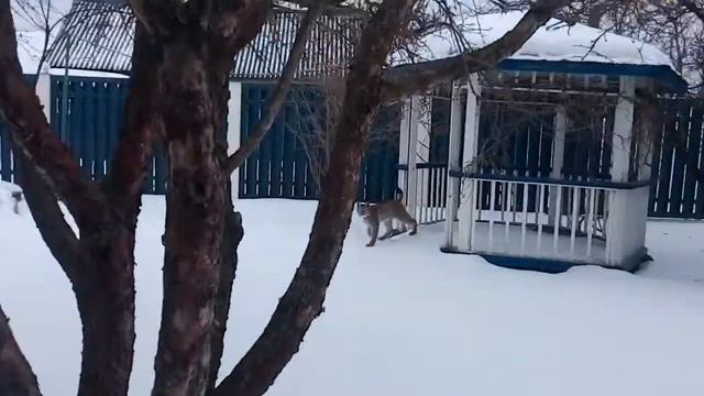 Рысь Даша домашняя. Мне 10 месяцев .На даче давно не была смотреть онлайн