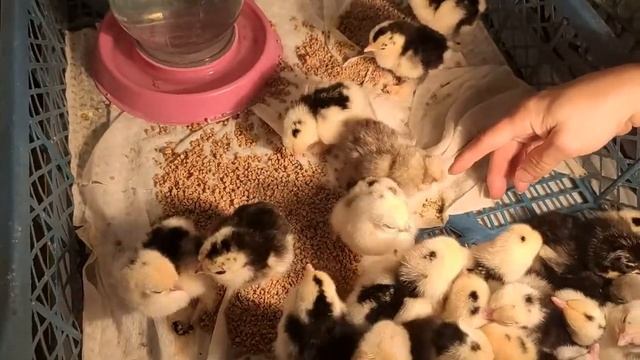 Так выглядят цыплята Китайских шелковых Долматинец смотреть онлайн