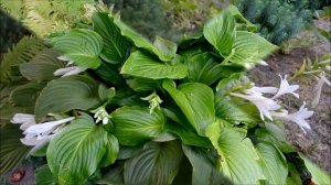 Хоста подорожниковая. Цветок хосты в конце лета