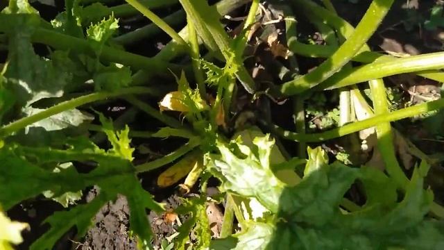 Чрезвычайно урожайные сорта кабачков! Растут как бананы пучками, урожаем просто завалят! смотреть онлайн