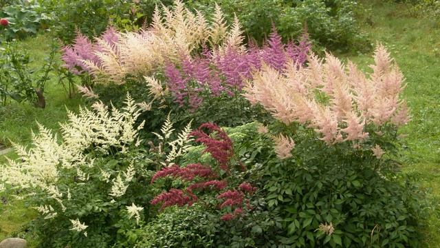 ТЕНЕЛЮБИВЫЕ И СВЕТОЛЮБИВЫЕ ЦВЕТЫ. Почему не зацветает хризантема? смотреть онлайн