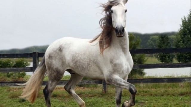Андалузская лошадь разведение и особенности породы | Коневодство | Андалузская порода лошадей смотреть онлайн