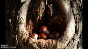 Жизнь животных зимой