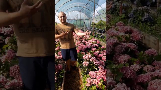 Період цвітіння Гортензії гортензія смотреть онлайн