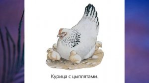 "Домашние животные", Окружающий мир 1 класс, с.90-93, Планета знаний.