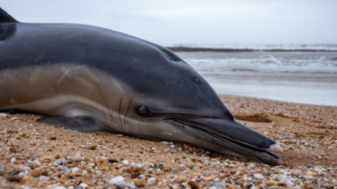 «Большие шансы»: как спасают дельфина, который выбросился на берег в Крыму