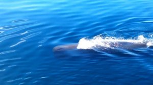 Кашалот# кит # море