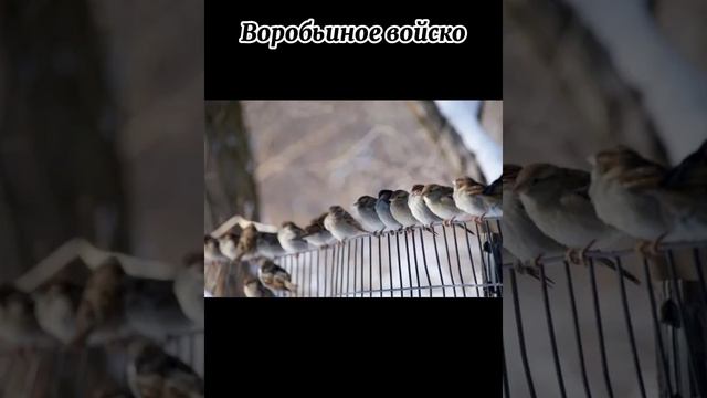 Виды г̶о̶л̶у̶б̶е̶й̶ птиц | Воробей(Часть 2)