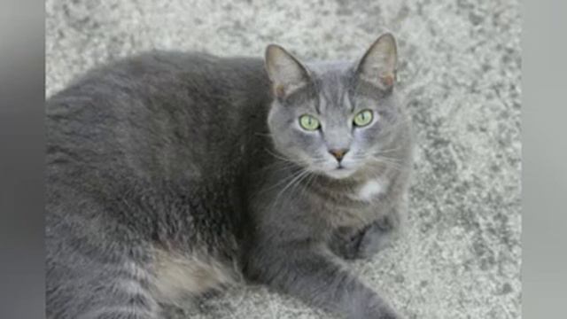 Альтон мусенька лапуся смотреть онлайн