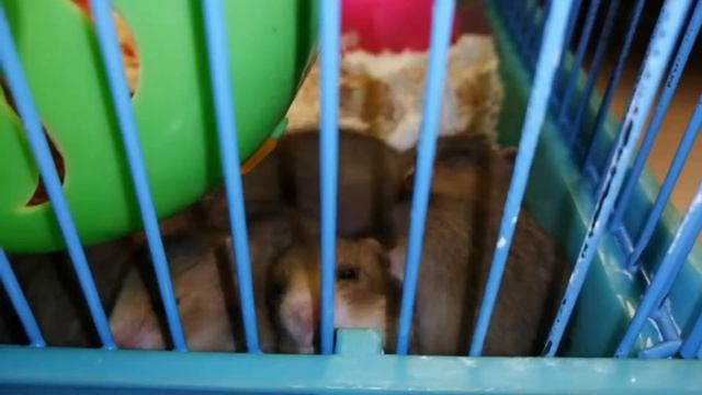 Чем занимаются маленькие хомячки?//what little hamsters do? смотреть онлайн