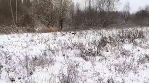 ОХОТА НА ЗАЙЦА С ЭСТОНСКОЙ ГОНЧЕЙ/ПЕРВЫЙ ТРОФЕЙ АЙНЫ