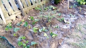 пересадка клубники-август