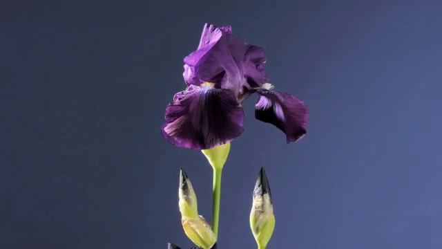 Iris blue flowers opening time lapse смотреть онлайн