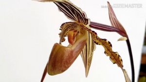 Башмачок для Гиганта!!! Цветение пафиoпедилума.