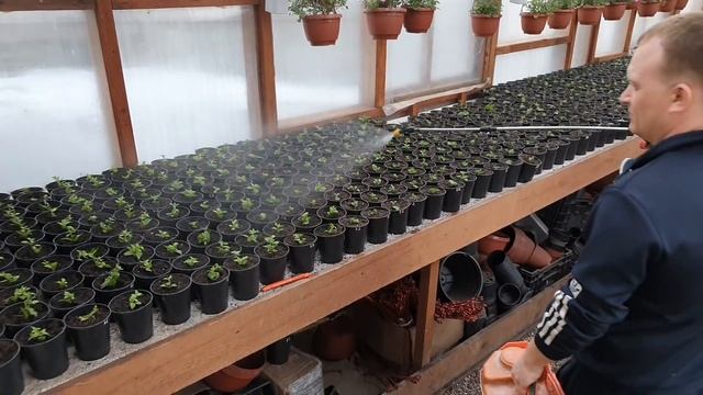 ПОГИБАЕТ ЧЕРЕНОК ВЕГЕТАТИВНОЙ ПЕТУНИИ , СПАСАЕМ СИТУАЦИЮ .