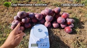ОТЛИЧНЫЙ РЫНОЧНЫЙ СОРТ ЛЕТНЕГО ЯБЛОКА /ЯБЛОКО ВИЛЬЯМС ПРАЙД